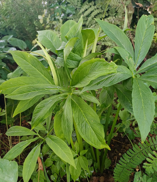 Pinellia pedatisecta, Foto vom 7.7. (© Spender 55)