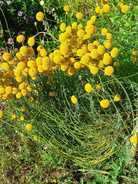 Santolina rosmarinifolia, Foto vom 3.7. (© Spender 55)