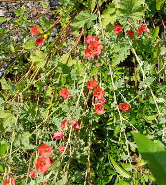 Sphaeralcea miniata, Foto vom 19.6. (© Spender 55)