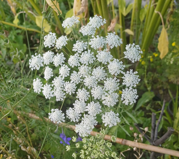 Visnaga daucoides, Foto vom 15.7. (© Spender 55)