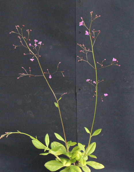 Cistanthe paniculata, Foto vom 15.7. (© Spender 55)