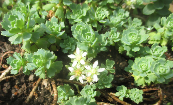 Rhodiola primuloides var. pachyclados, Foto vom 10.5. (© Spender 240)