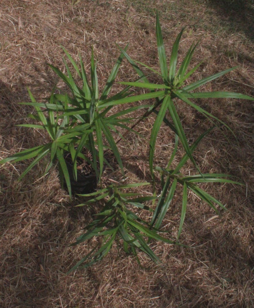 Carex phyllocephala, Foto vom 26.7. (© Spender 55)