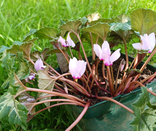 Cyclamen rohlfsianum, Foto vom 19.9. (© Spender 55)