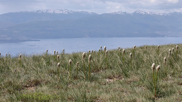 Asphodeline taurica, Foto vom 12.5. (© Spender 368)