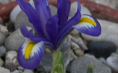 Iris spec. aff. reticulata (Iran KMZ 9505) Foto © 2016 Eberhard Prößdorf 