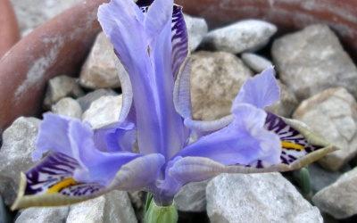 Iris stenophylla ssp.allisonii Foto © 2016 Eberhard Prößdorf 
