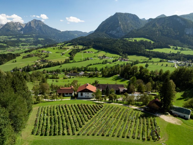Dahlienfelder von oben