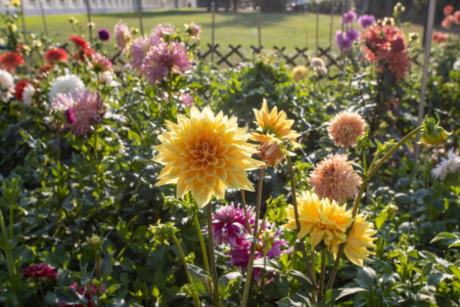 Garten Auinger