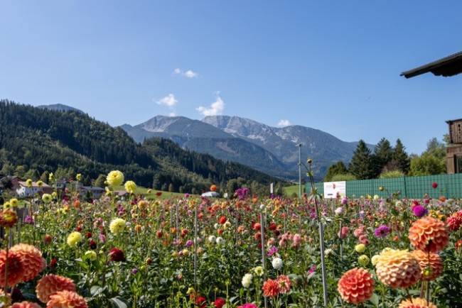 Dahlien und Berge