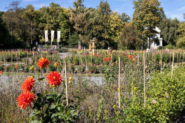 Dahliengarten Gera