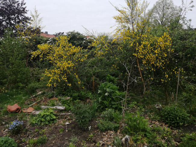 Garten Carlsson