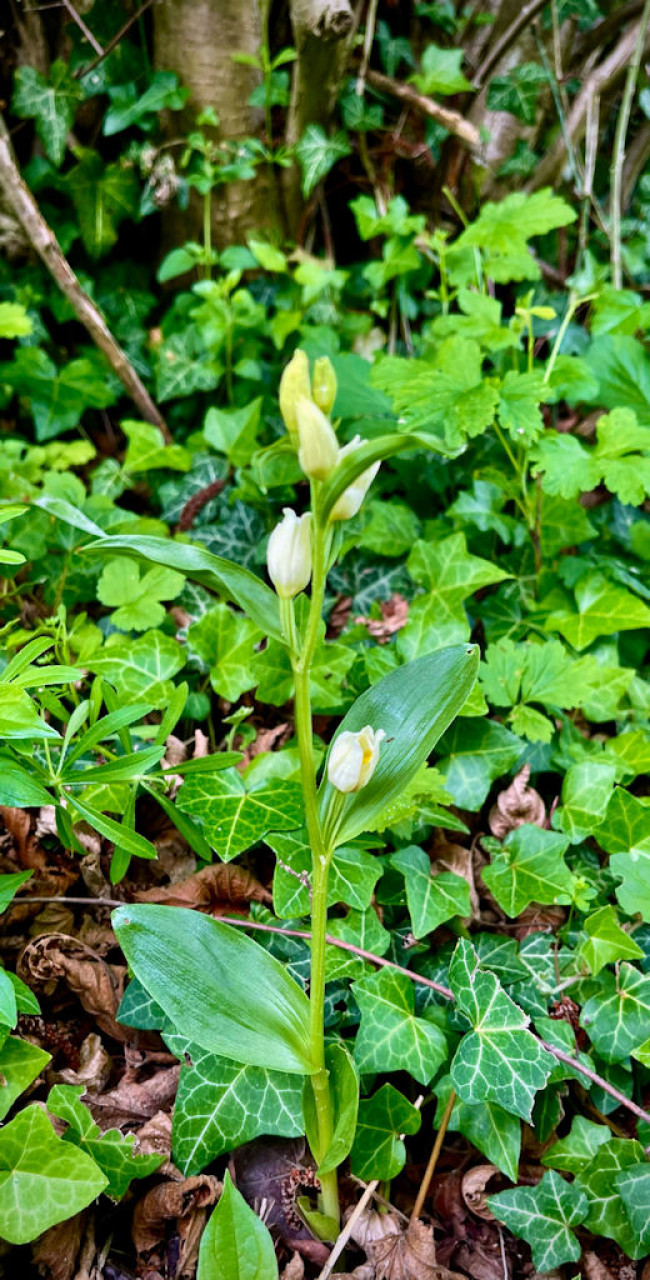 Cephalanthera damasonium