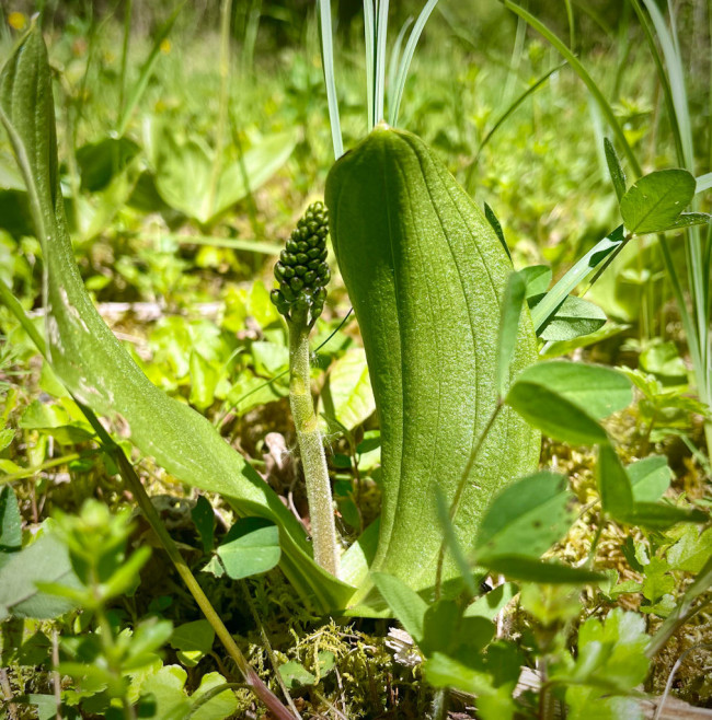 Neottia ovata
