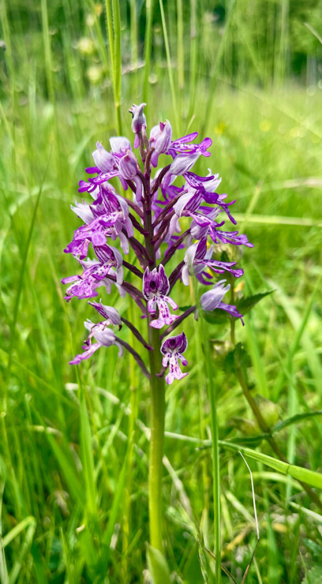 Orchis militaris