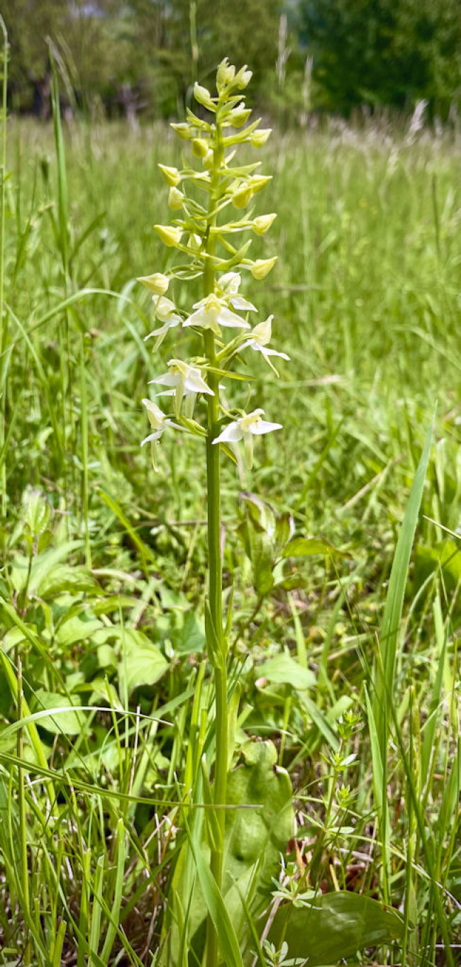 Platanthera chlorantha