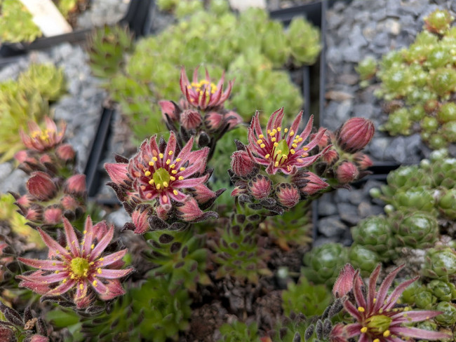 Garten Rothmeier