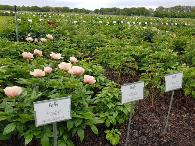 R2Flowers