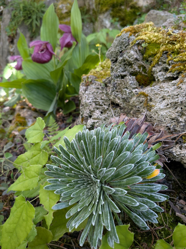 Garten Kammerlander