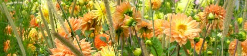 Sommerliche Pflanzung - verschiedene Dahlienvarietäten von gelb bis orange mit Gräsern. 