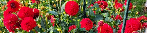 Pflanzung mit roten Balldahlien