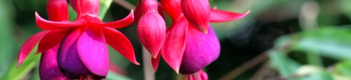 Detailaufnahme Fuchsienblüten rot-violett