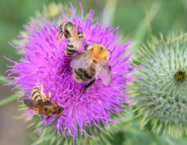 Distel mit Wildbiene