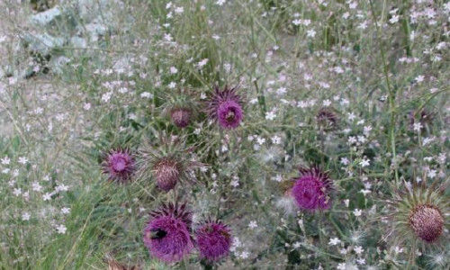 Staudengarten 2026/4