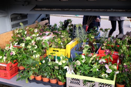 Busladung helleborus 2019